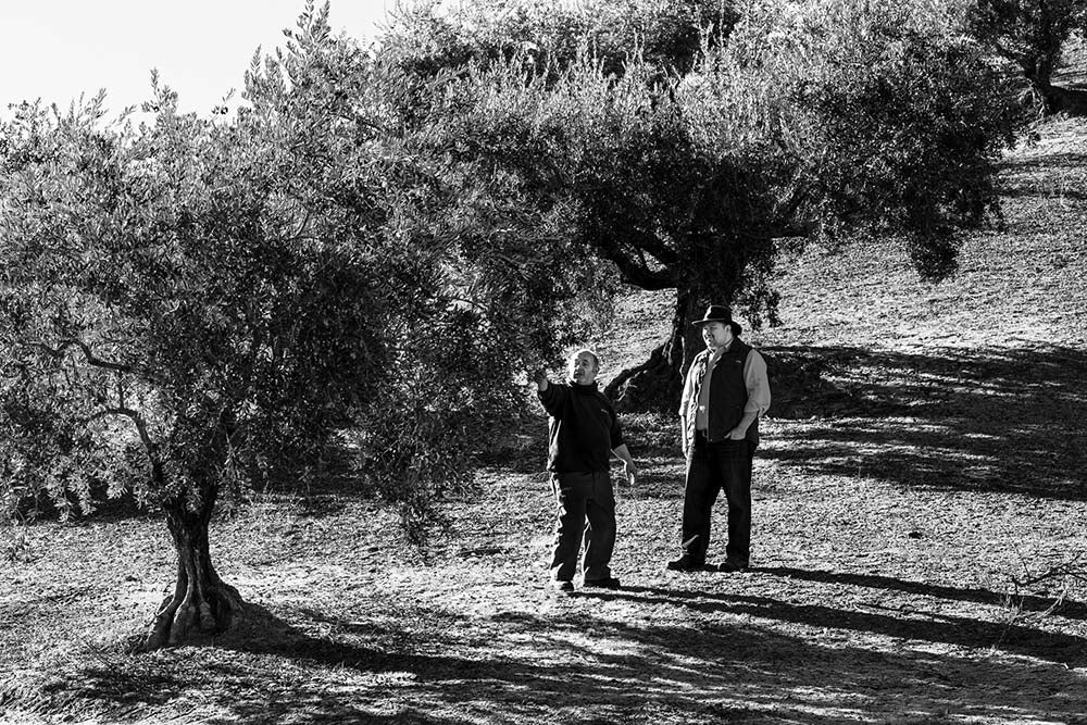 Quarter 1—Spanish Harvest