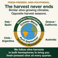Olive grove at harvest