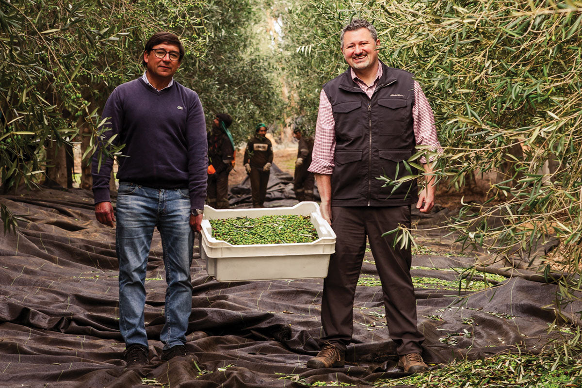 High Polyphenol EVOO - Large Set